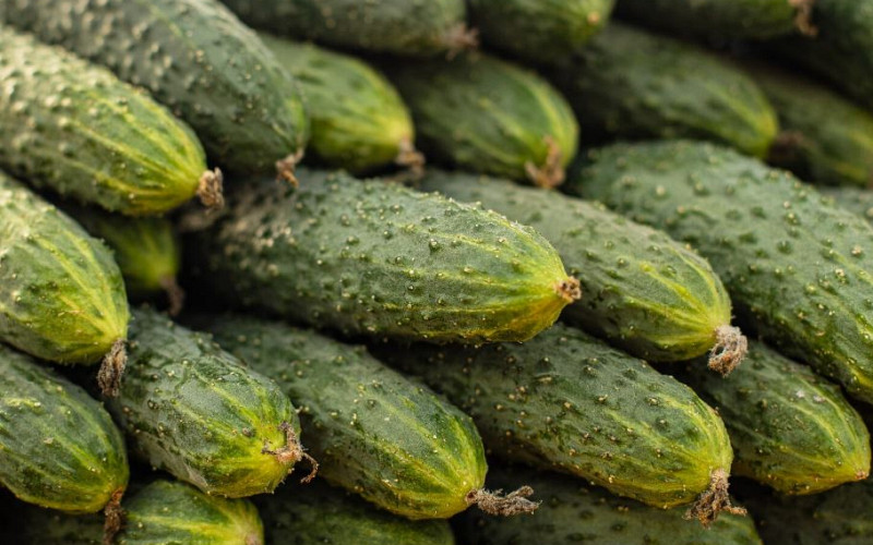 Огурцы в Свердловской области подешевели на