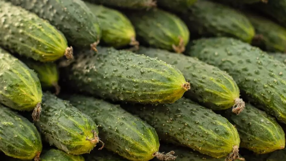 Огурцы в Свердловской области подешевели