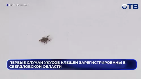 Первые клещи атаковали свердловчан - зарегистрировано уже два укуса