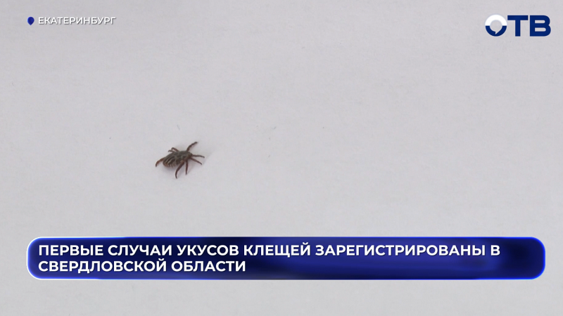 Первые клещи атаковали свердловчан - зарегистрировано уже два укуса