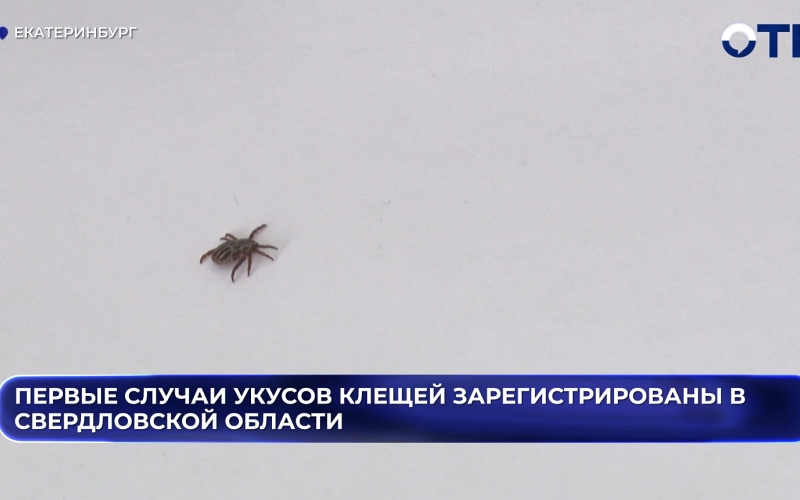 Первые клещи атаковали свердловчан - зарегистрировано уже два укуса