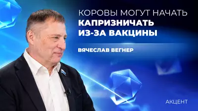 Корова тоже живой человек, её надо защищать от англосаксов