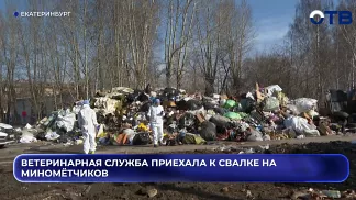 Ветеринарная служба приехала к свалке на Миномётчиков