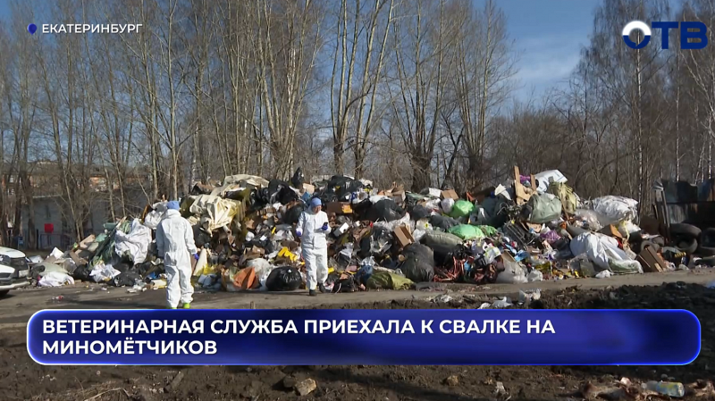 Ветеринарная служба приехала к свалке на Миномётчиков