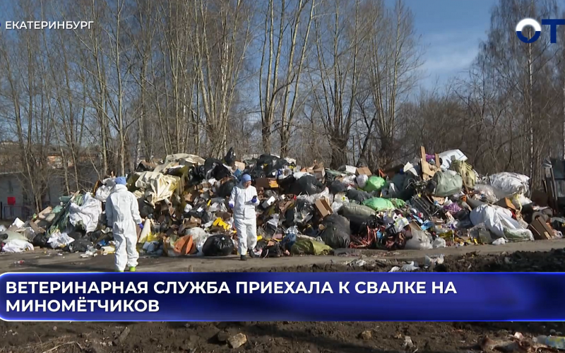 Ветеринарная служба приехала к свалке на Миномётчиков