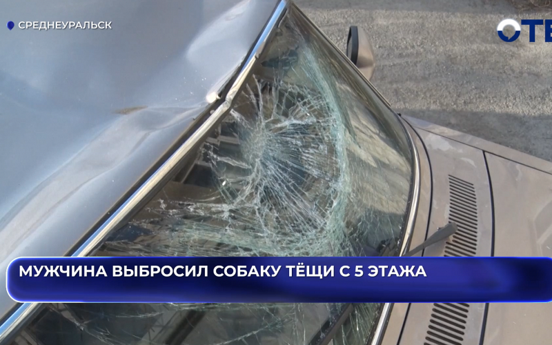 Мужчина выбросил собаку тёщи с 5 этажа