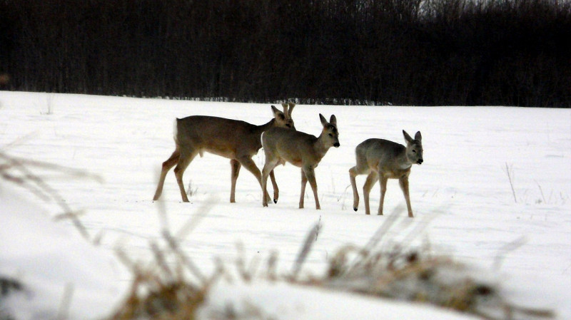 Численность косуль, лосей и соболей выросла в лесах Свердловской области