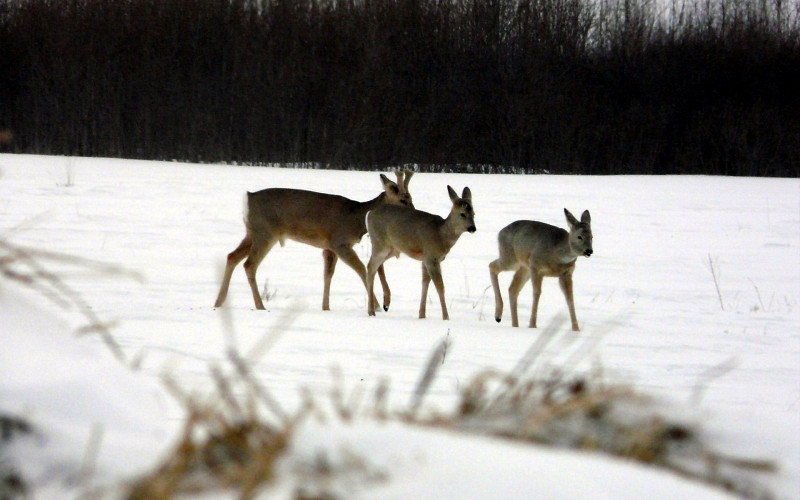 Численность косуль, лосей и соболей выросла в лесах Свердловской области