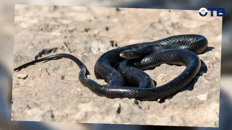 Врач-реаниматолог Александр Савицкий: Змея на людей не нападает