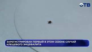 Зарегистрирован первый в этом сезоне случай клещевого энцефалита