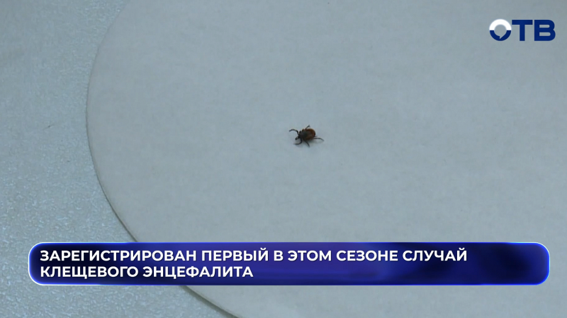 Зарегистрирован первый в этом сезоне случай клещевого энцефалита