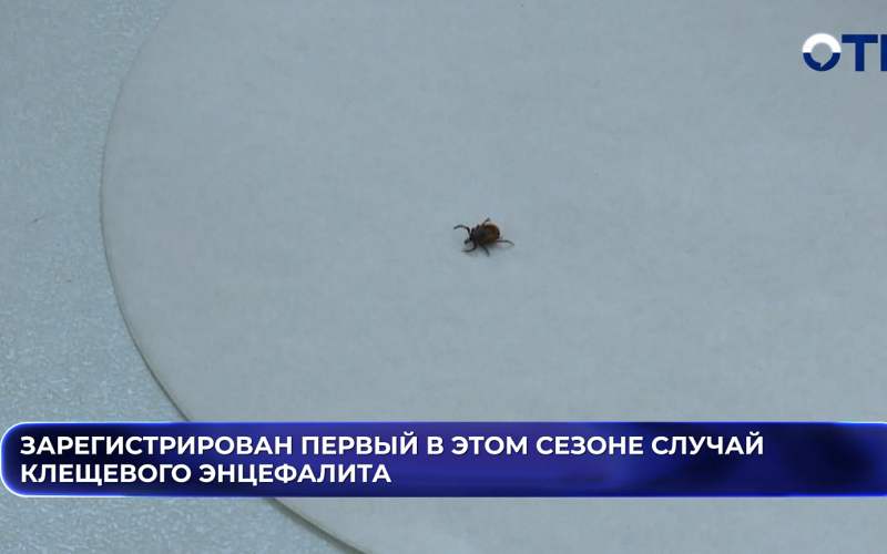 Зарегистрирован первый в этом сезоне случай клещевого энцефалита