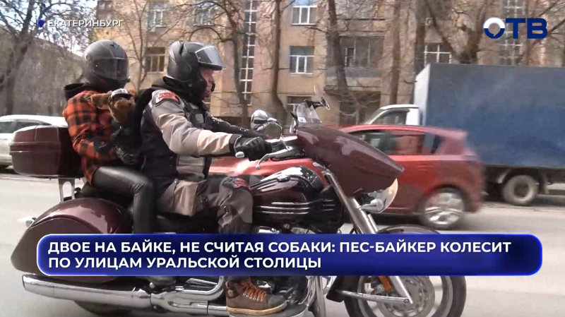 Двое на байке, не считая собаки: пес-байкер колесит по улицам уральской столицы