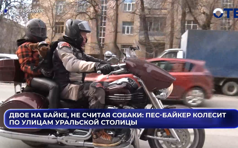 Двое на байке, не считая собаки: пес-байкер колесит по улицам уральской столицы