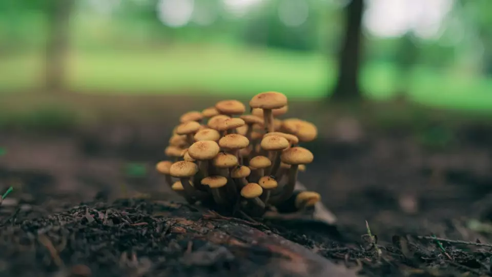 Как отличить ядовитую галерину от опёнка