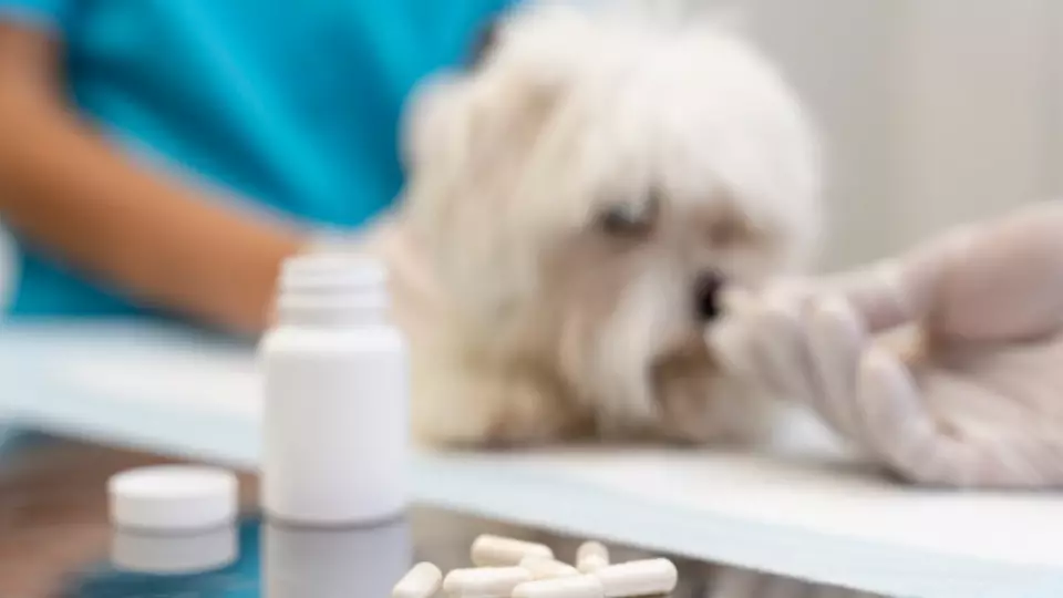 Ветпрепараты без лицензии продавали в зоомагазине Екатеринбурга