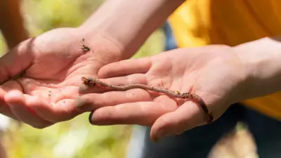«Прыгающие черви» из Азии угрожают фермерам США