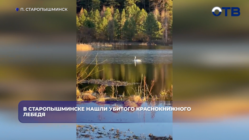В Старопышминске нашли убитого краснокнижного лебедя