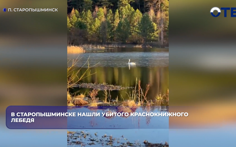 В Старопышминске нашли убитого краснокнижного лебедя