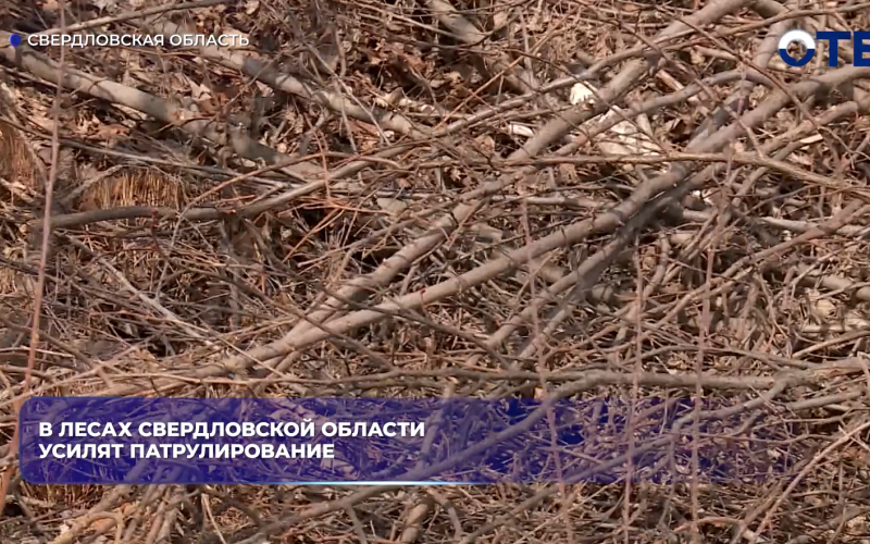 В лесах Свердловской области усилят патрулирование