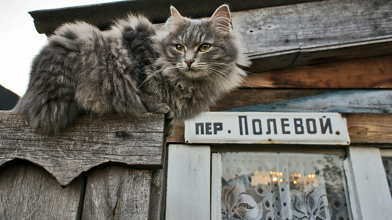 В Нижней Туре потерялся ручной соболь по кличке Анфиса