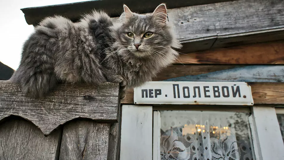 В Нижней Туре потерялся ручной соболь по кличке Анфиса