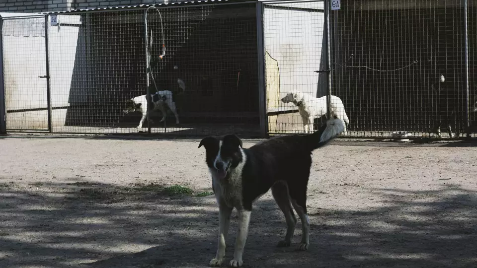 В Югре предпринимателям предложат арендовать приюты для собак за рубль в месяц
