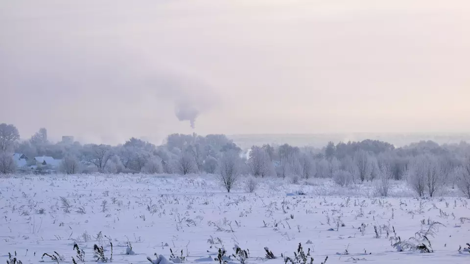 Нашествие зимних комаров: насекомые на Алтае вышли из спячки