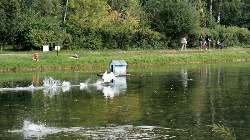 В Волчихинское водохранилище выпустили мальков сазана