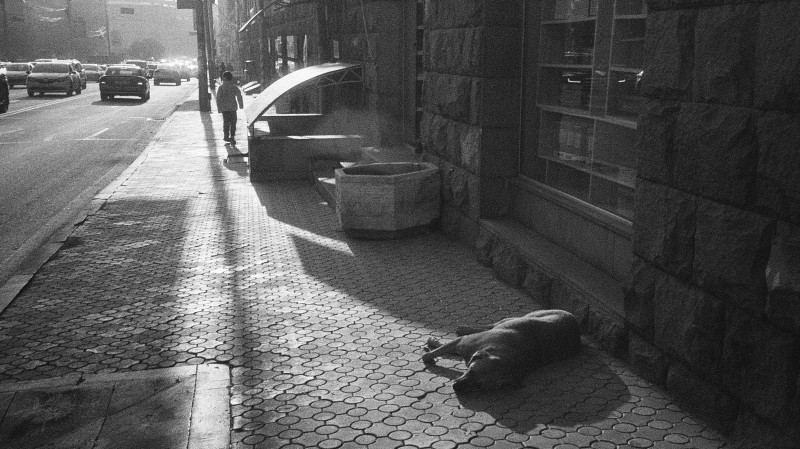 В Екатеринбурге объявлен карантин по бешенству животных