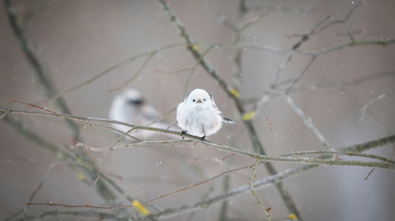 В Самаре фотограф запечатлел необычную птицу