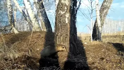 Спа-процедуры барсука в лесу попали на видео