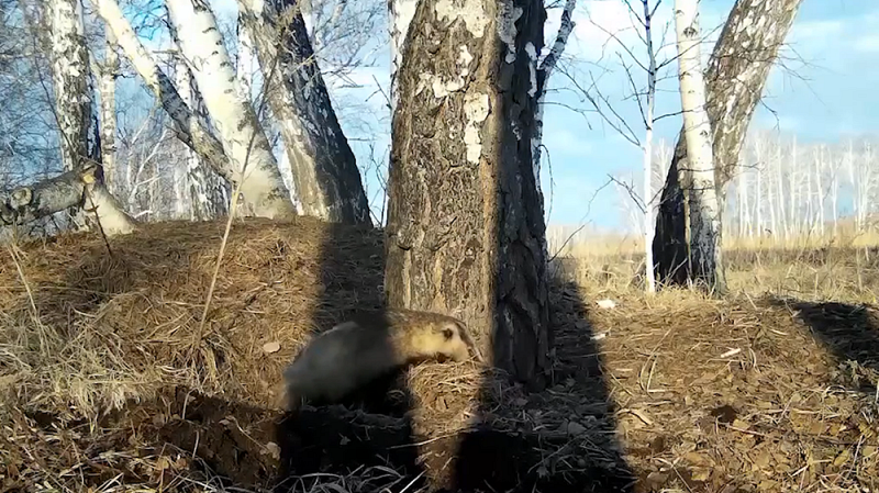 Спа-процедуры барсука в лесу попали на видео
