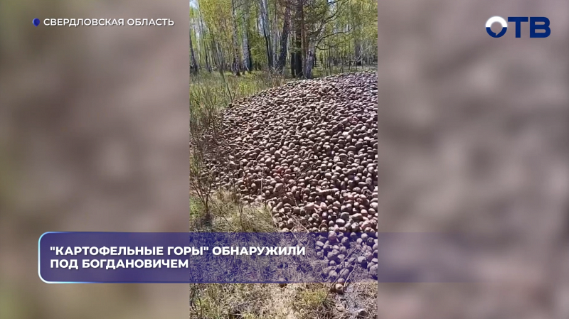 "Картофельные горы" обнаружили под Богдановичем