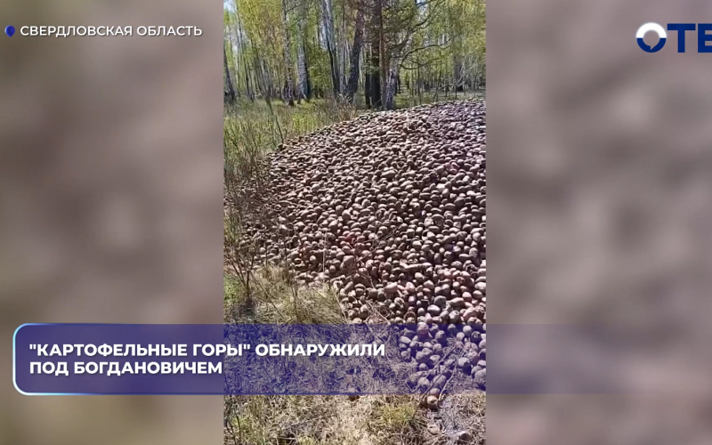 "Картофельные горы" обнаружили под Богдановичем