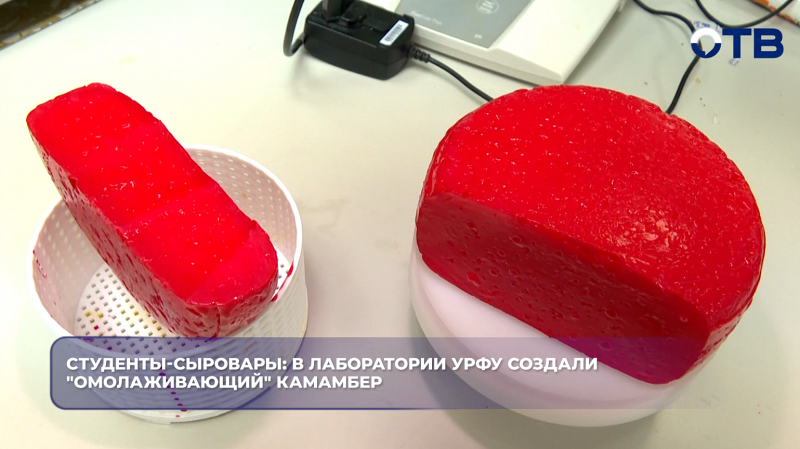 Студенты-сыровары: в лаборатории УрФУ создали "омолаживающий" камамбер