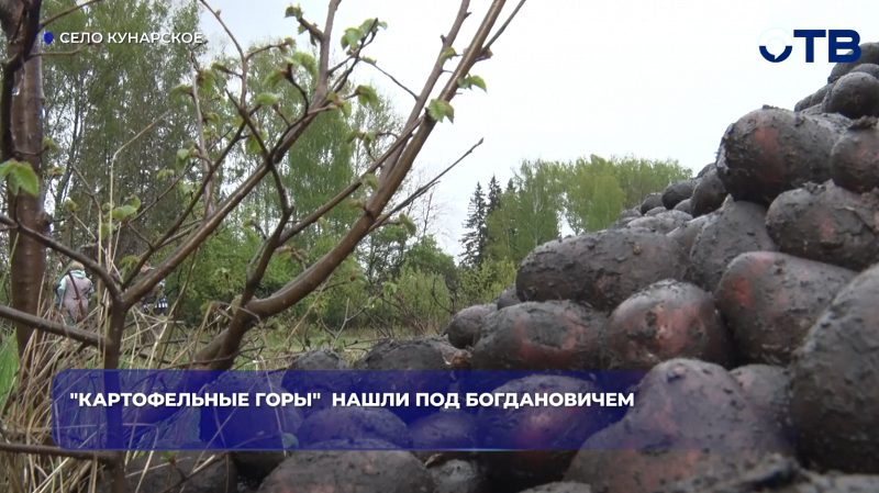 "Картофельные горы"  нашли под Богдановичем