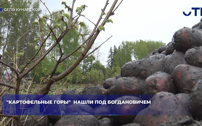 "Картофельные горы"  нашли под Богдановичем