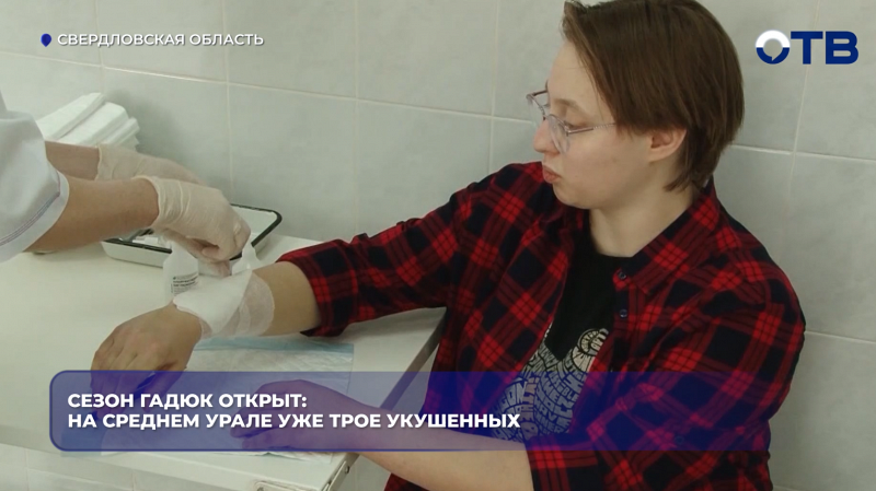 Сезон гадюк открыт: на Среднем Урале уже трое укушенных