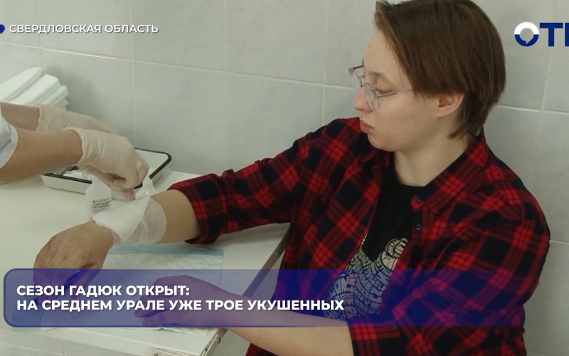 Сезон гадюк открыт: на Среднем Урале уже трое укушенных