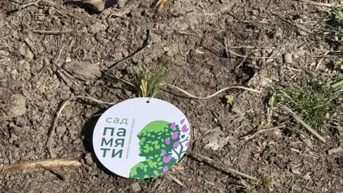 7,2 тысячи сосен высадили уральцы в память о героях Великой Отечественной войны
