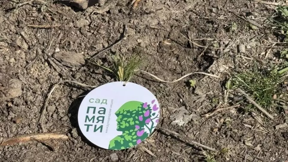 7,2 тысячи сосен высадили уральцы в память о героях Великой Отечественной войны