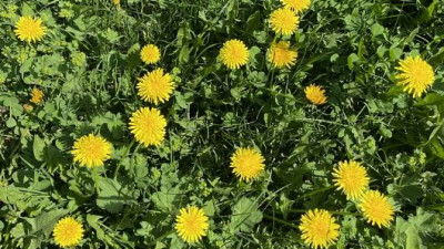 Одуванчик — природное лекарство от Альцгеймера