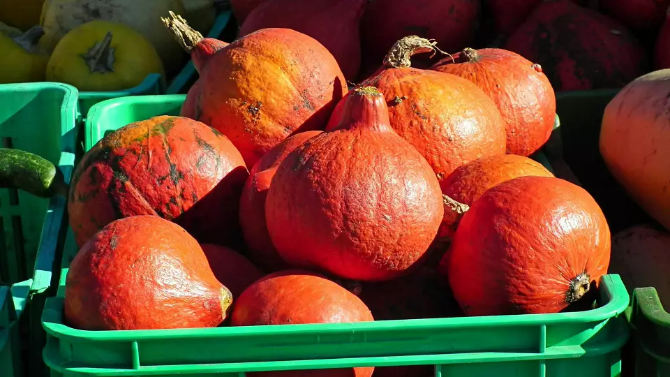 Какие продукты нужно успевать брать осенью: в Екатеринбурге 24-25 сентября пройдёт ярмарка выходного дня