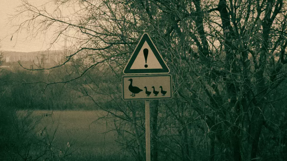 «Внимание, Утки!»: в Нижнем Тагиле установили дорожные знаки для спасения птиц