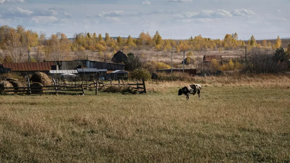 В Нижегородской области обнаружили фиктивную ферму