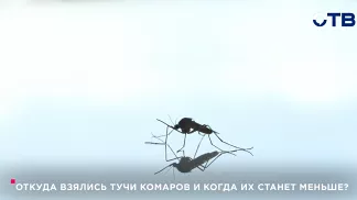 Откуда взялись тучи комаров и когда их станет меньше?