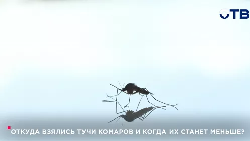 Откуда взялись тучи комаров и когда их станет меньше?