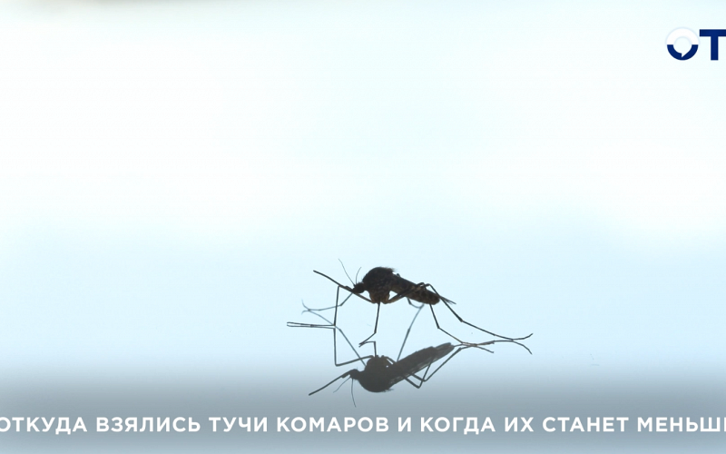 Откуда взялись тучи комаров и когда их станет меньше?
