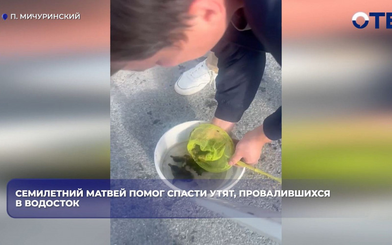 Семилетний мальчик из Мичуринского спас утят из водостока с помощью сачка
